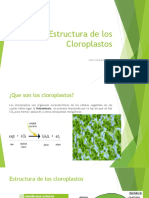 Estructura y función de los cloroplastos