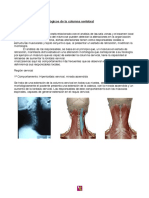 Comportamientomorfolgicodelacolumnavertebral 150418122857 Conversion Gate01