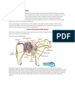 Sistem Pernapasan Pada Hewan