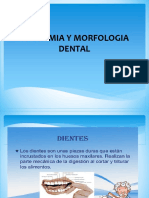 Anatomia Dental