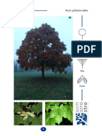 Arce Real (Acer Platanoides) PDF