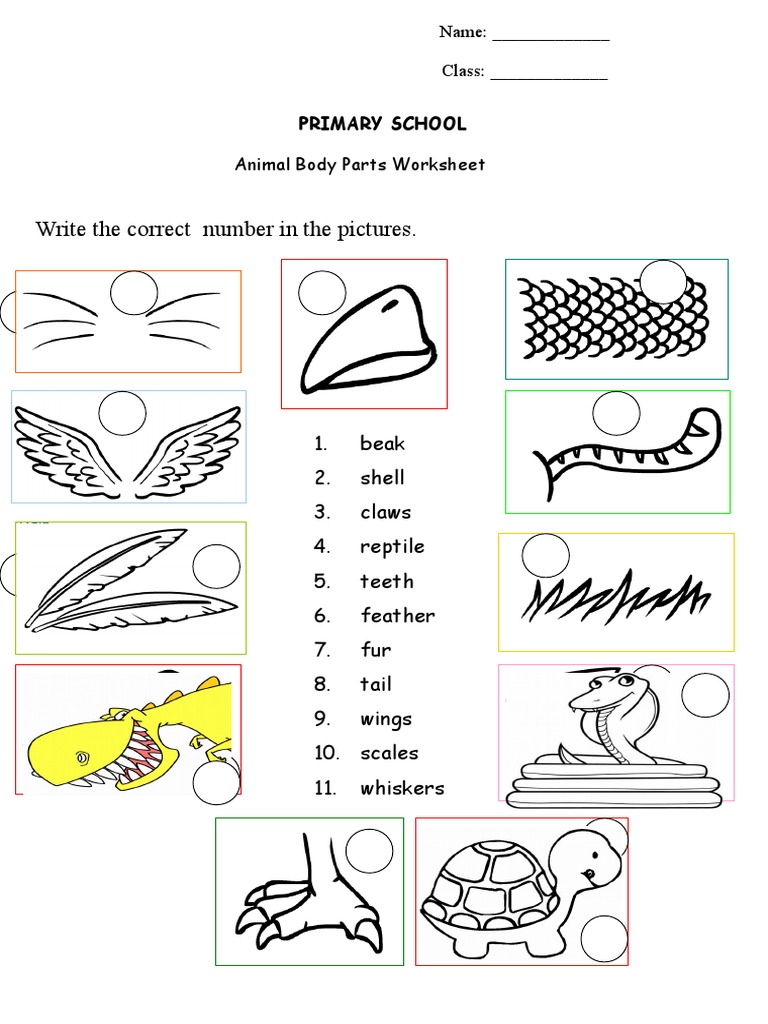 animal body parts pdf