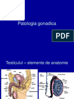 Patologia gonadica.ppt