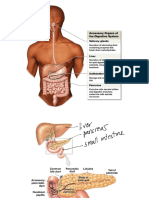 Pancreas (Written)