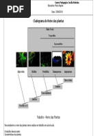 Trabalho sobre plantas 