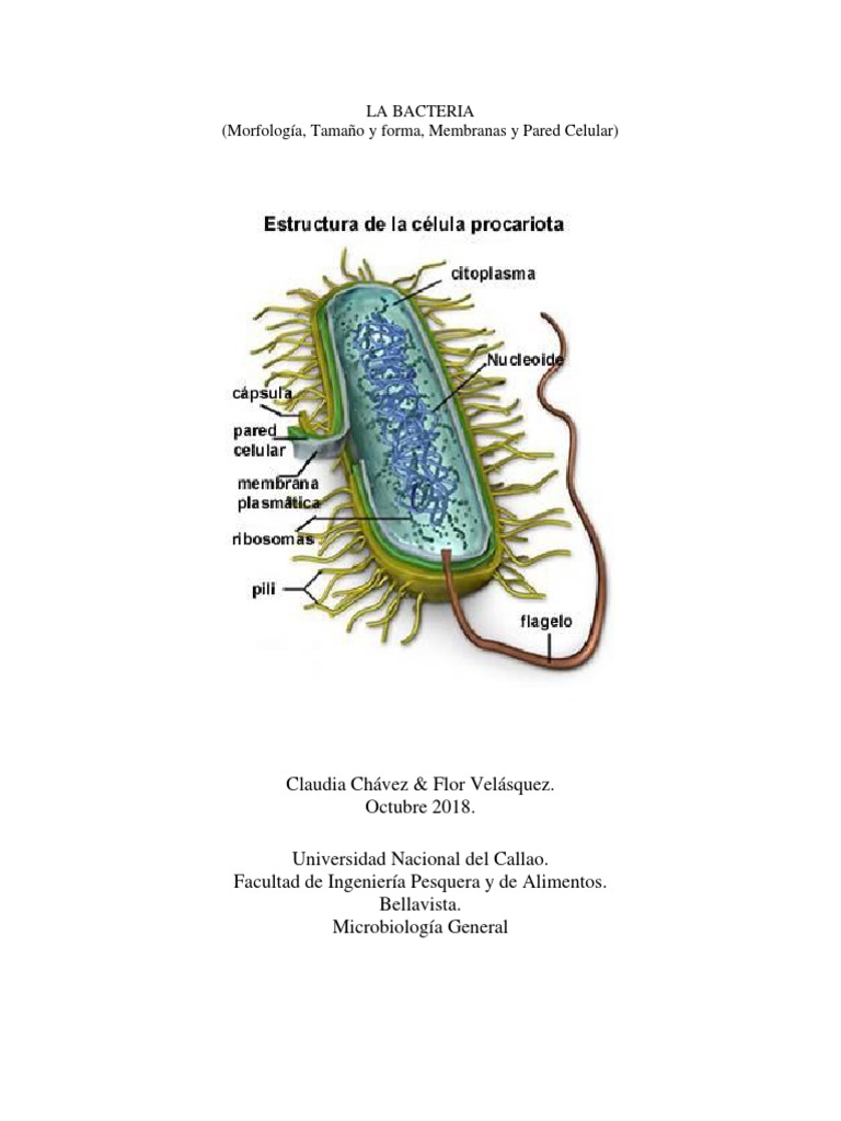 Morfología y Estructura de Bacterias | PDF | Membrana celular ...