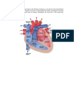 El Corazon