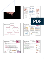 Unit 04 - Central Nervous System PDF