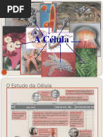 A Célula