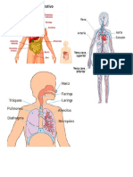 Sistema Digestivo Respiratorio