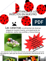 Insectos en El Huerto