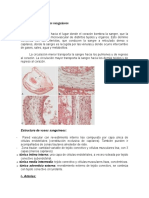 Histología de Los Vasos Sanguíneos