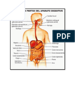 Aparato Reproductor Digestivo