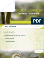 Broca da cana-de-açúcar: biologia, danos e controle