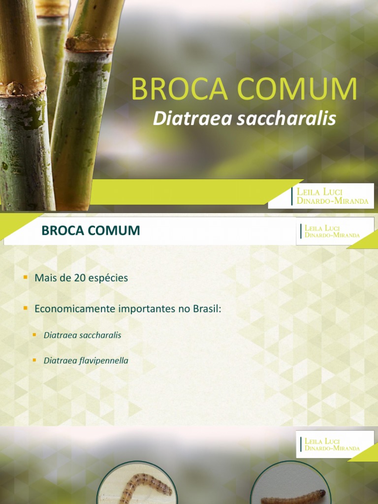 'Broca Comum Na Cana | PDF | Inseticida | Cana de açúcar