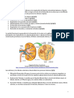FisiologiaRenal.pdf