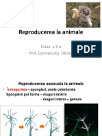 Reproducerea La Animale