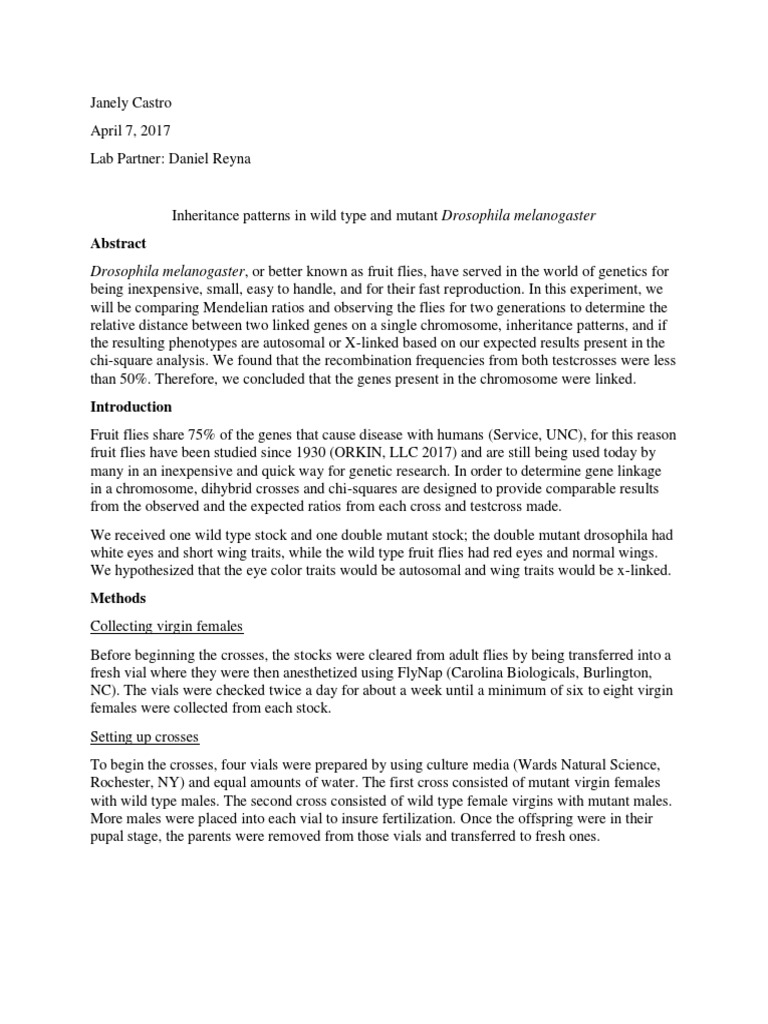 Drosophila Lab Report 1 PDF Linkage Drosophila Melanogaster