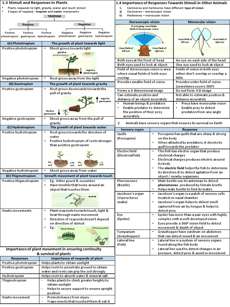 Plant and Animal Response Mechanisms | PDF | Visual Perception | Eye