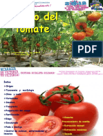 Taller Tomate