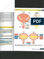 Urologia. PDF