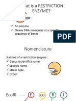 Restriction enzyme Presentation