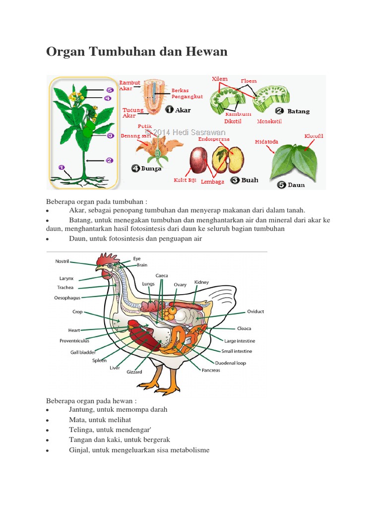 74 Gambar Organ Hewan Dan Tumbuhan Gratis
