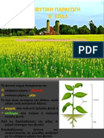 ΚΕΦΑΛΑΙΟ 2.1 Μορφολογία του καλλιεργούμενου φυτού