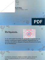 Ehrlichia canis.pdf