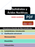 Carbohidratos y ácidos nucleicos