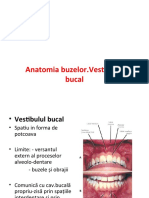 Anatomia Buzelor. Vestibulul Bucal