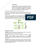 Clasificación de Las Plantas