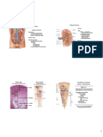 Lecture 34 Kane Urinary System 4 Slides Per Page