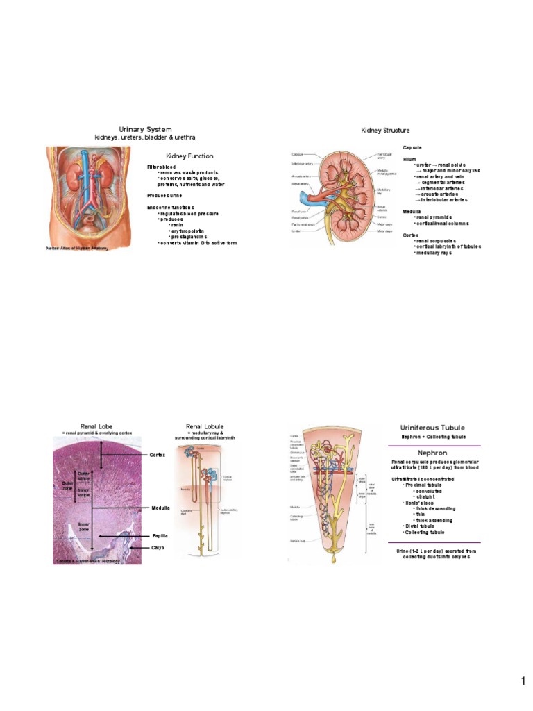 Urinary System Structure and Function | PDF | Kidney | Angiotensin