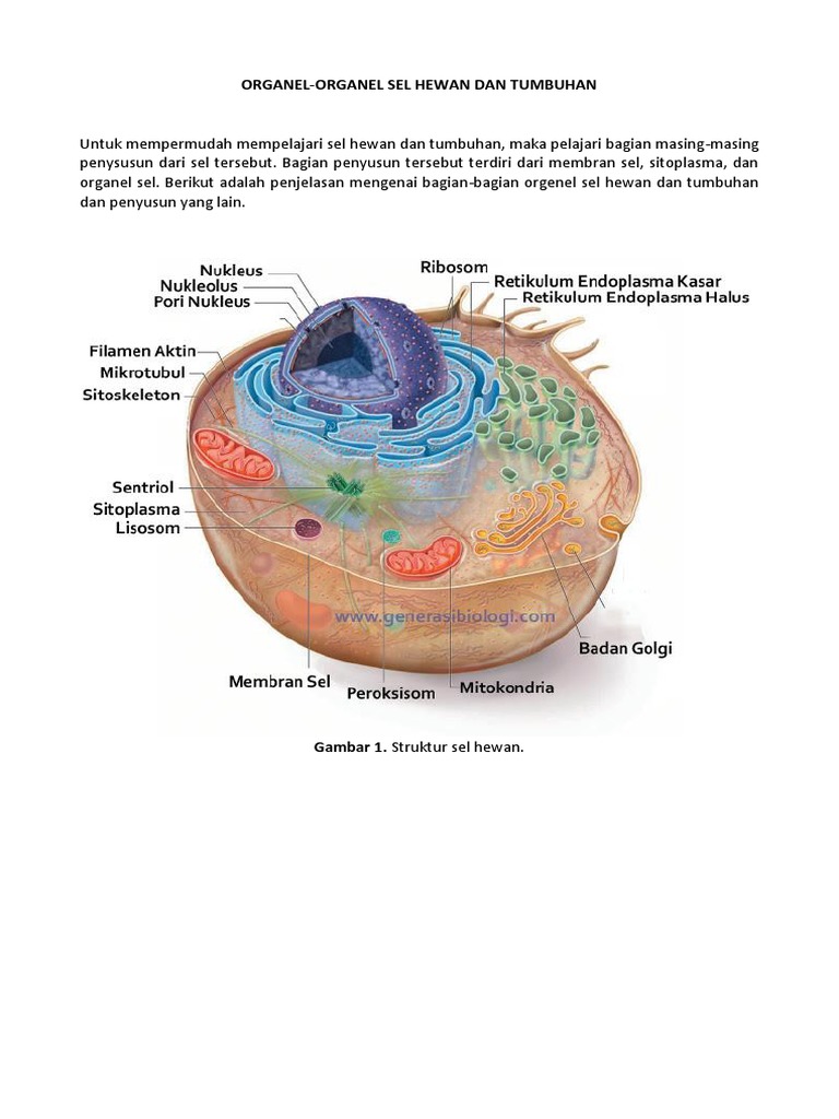 4700 Gambar Sel Hewan Dan Tumbuhan Dan Organelnya Gratis