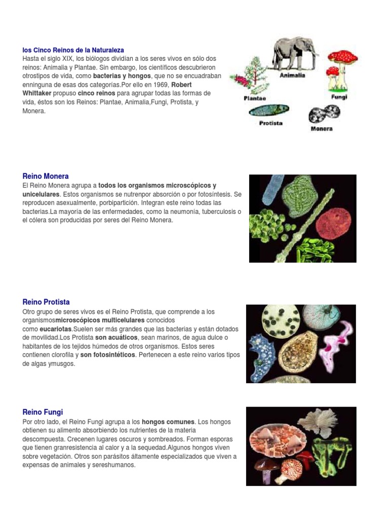 Los Cinco Reinos de La Naturaleza | PDF | Plantas | Hongo