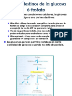 Ruta de Las Pentosas Fosfato PDF