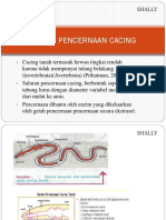 SISTEM PENCERNAAN Cacing Ok