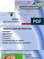 morfologia de los insectos.pdf