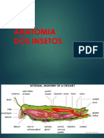 Morfologia Interna Insectos