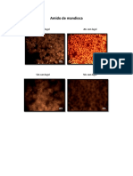 Microscopia Ótica Dos Amidos PDF