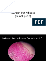 Histologi