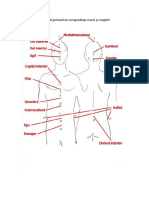 Meridiane Energetice LUNG