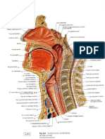 Anatomia. Articuladores