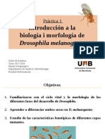 Drosophila - Introducción a la biología y morfología