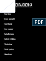 Clasificacion Taxonomica