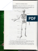 Esqueleto Anatomía Quiroz 1