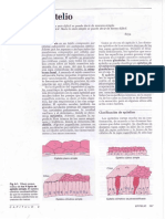 01.CAPÍTULO - 6-Epitelio PDF