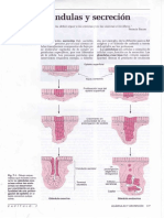 02.CAPÍTULO - 7-Glándulas y Secreción PDF