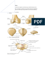 Anatomía de La Rodilla